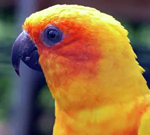 Aratinga: Sun Conure