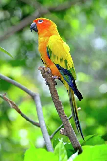 Sun Conure