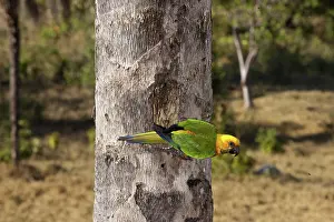 Minas: Sun Conure