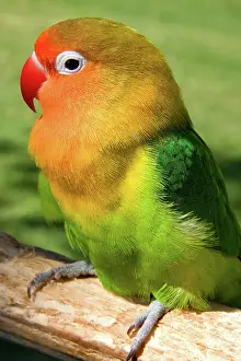 Parakeet: Sun Conure (Aratinga solstitialis) parakeet