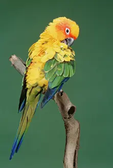 Aratinga: Sun CONURE - Preening