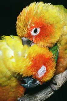 Mary Clay: Sun CONURES - two preening