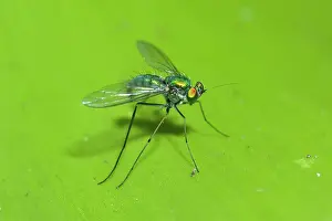 Dolichopodidae: Sun Fly