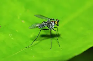 Hexapoda: Sun Fly