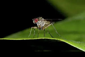 Dolichopodidae: Sun Fly - on leaf
