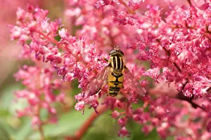 Helophilus: Sun Fly - on pink flower