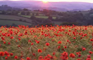 Anthony Harrison: Sun illuminates rolling landscape of fields and