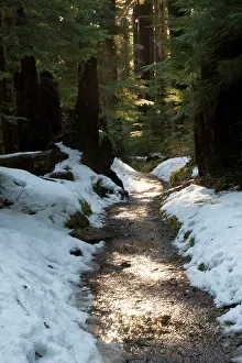 Olympic: Sun lit trail, Olympic National Park, Washington