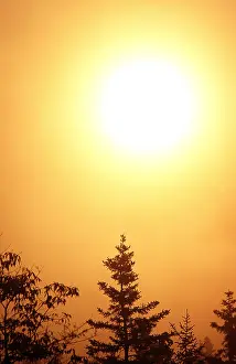 Circles: SUN and Mist