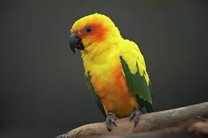 Aviary: Sun Parakeet or Sun Conure (Aratinga solstitialis)