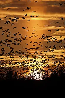 Squaw: Sun Pillar and Geese