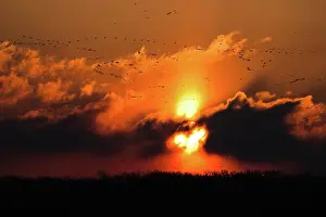 Caerulescens: Sun Pillar and Geese