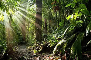 Sunrays: Sun rays in the dense jungle of the Braulio Carrillo
