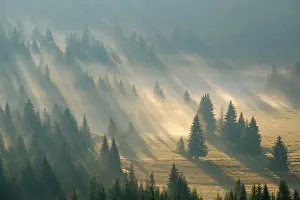 Rays: Sun rays shine in the forest through fog, sunrise
