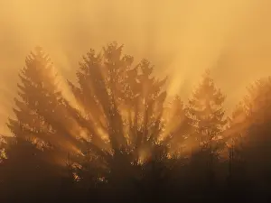 Gymnosperm: Sun rising behind a curtain of trees in the mist