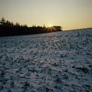 Cereals: Sun setting on snow-covered wheat crop