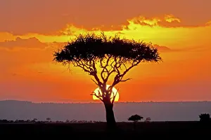 Acacias: Sun setting behind umbrella Acacia tree