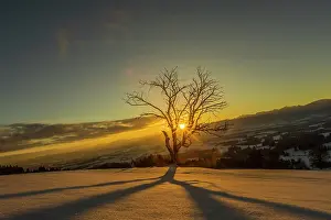 Austrian: Sun shines through bare tree in winter, sunrise