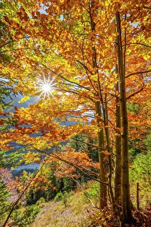 Shines: Sun shines on deciduous forest in autumn, near Scharnitz