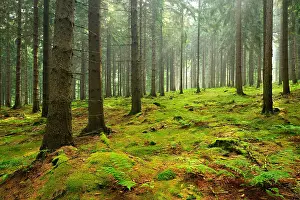 Shines: Sun shines through light spruce forest, soil overgrown