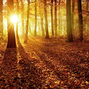 200819: Sun shines through natural deciduous forests of