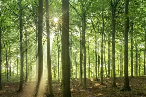 Beech: The sun shines through a near-natural beech forest (Fagus