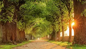 Reflex: Sun shines through tunnel-like linden avenue, park