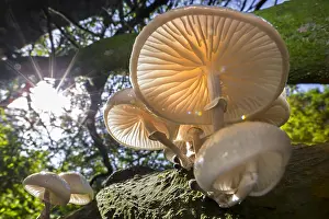 Filter: Sun shining through foliage and porcelain fungus