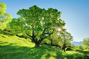 Alpstein: Sun shining through sycamore maple forming sun star