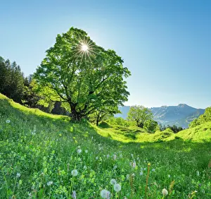 Alpstein: Sun shining through sycamore maple forming sun star