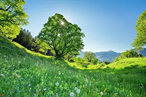 Alpstein: Sun shining through sycamore maple forming sun star