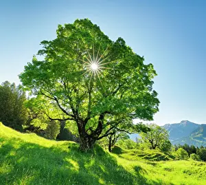Alpstein: Sun shining through sycamore maple forming sun star