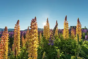 Multi: Sun shining through yellow multi Large-leaved lupines