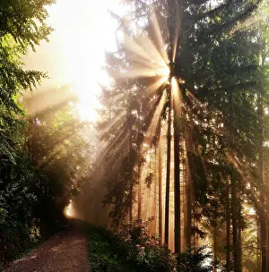 Absence: Sun shinning through forest, path, Tyrol, Austria
