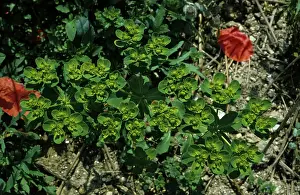 Spurge: Sun Spurge Flower