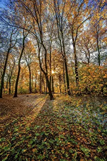 Reflex: A sun star in a deciduous forest at sunset in late