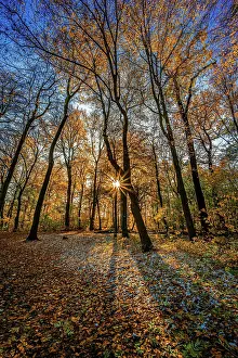 Reflex: A sun star in a deciduous forest at sunset in late
