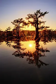 Idyllic: Sun star and stand of bald cypress trees, silhouetted at