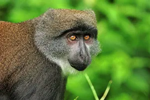 1984: Sun-tailed Monkey / Sun-tailed Guenon - discovered