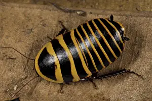 Cockroach: Sun Tiger Cockroach