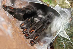 Tarantulas: Sun Tiger Tarantula