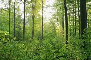 Spessart: Sunbeams in Beech Forest, Fagus sylvatica, Spessart