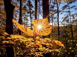 Break: Sunbeams breaking through autumn leaves in the forest