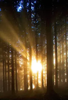 Breaking: Sunbeams breaking in the morning mist in the coniferous