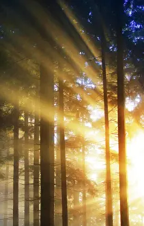 Breaking: Sunbeams breaking in the morning mist in the coniferous