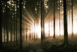 Breaking: Sunbeams breaking in the morning mist in the coniferous