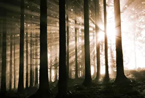 Breaking: Sunbeams breaking in the morning mist in the coniferous