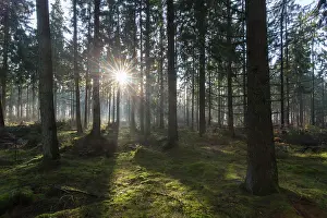 Sunray: Sunbeams in a forest - Germany