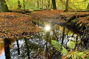 Beam: Sunbeams in the Rotbach in the Hiesfeld Forest