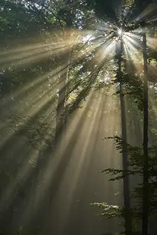 Sunrays: Sunbeams shining through the dense forest and creating a